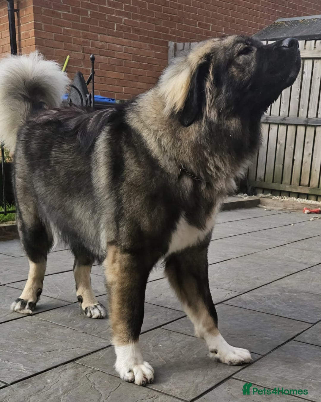 Caucasian Shepherd Dog dogs for sale: Caucasian shepherd  - Image 1