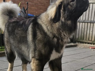 Caucasian Shepherd Dog dogs - Advert 11