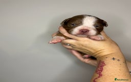 Olde English Bulldogge dogs for sale: The BEST visual fluffy oebs available ⭐️  - Image 11