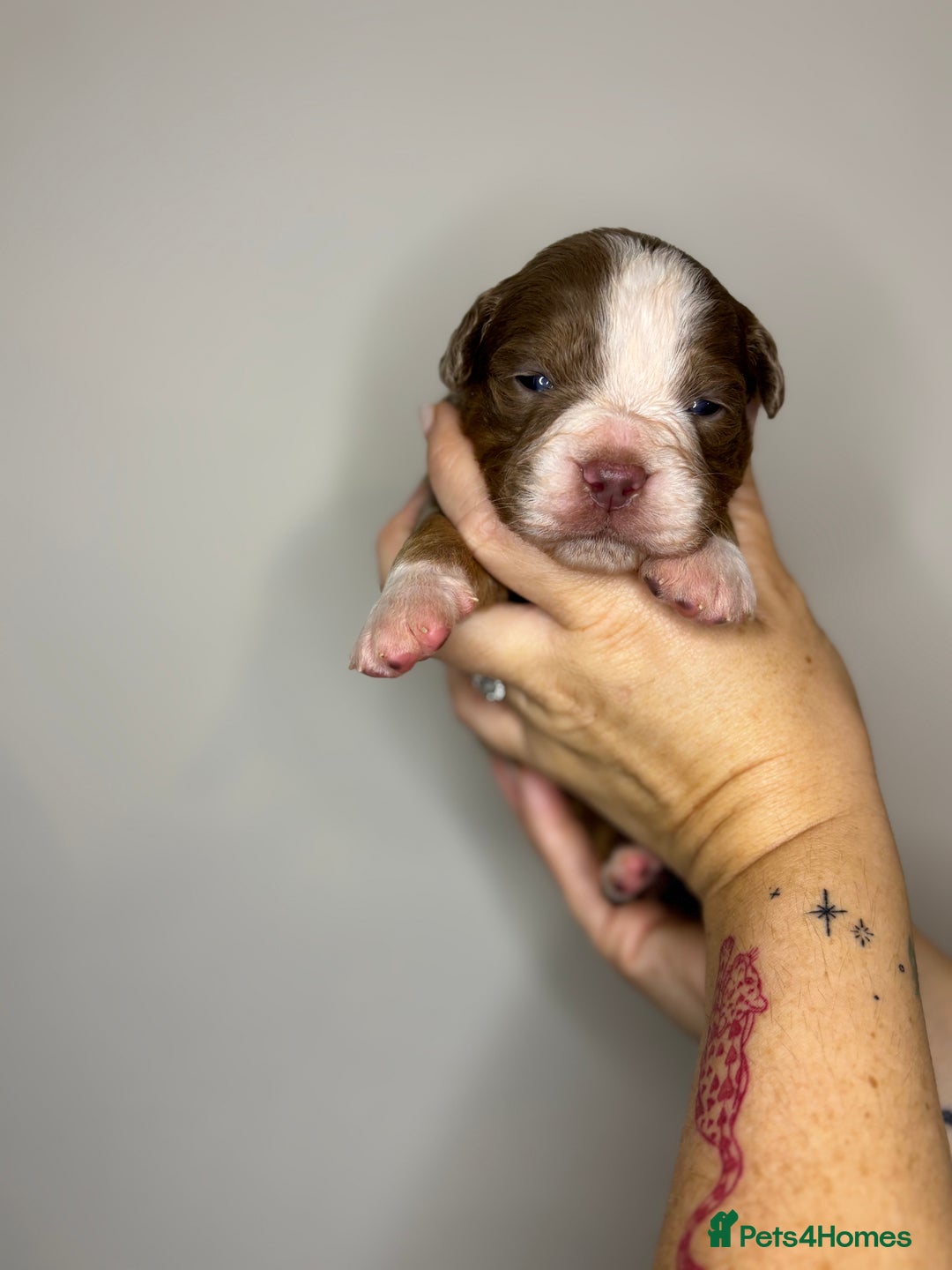 Olde English Bulldogge dogs for sale: The BEST visual fluffy oebs available ⭐️  - Image 11