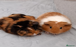 Guinea Pig rodents for sale: 2 x Guinea pigs for sale - Image 1