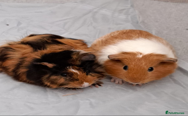 Guinea Pig rodents - Advert 5