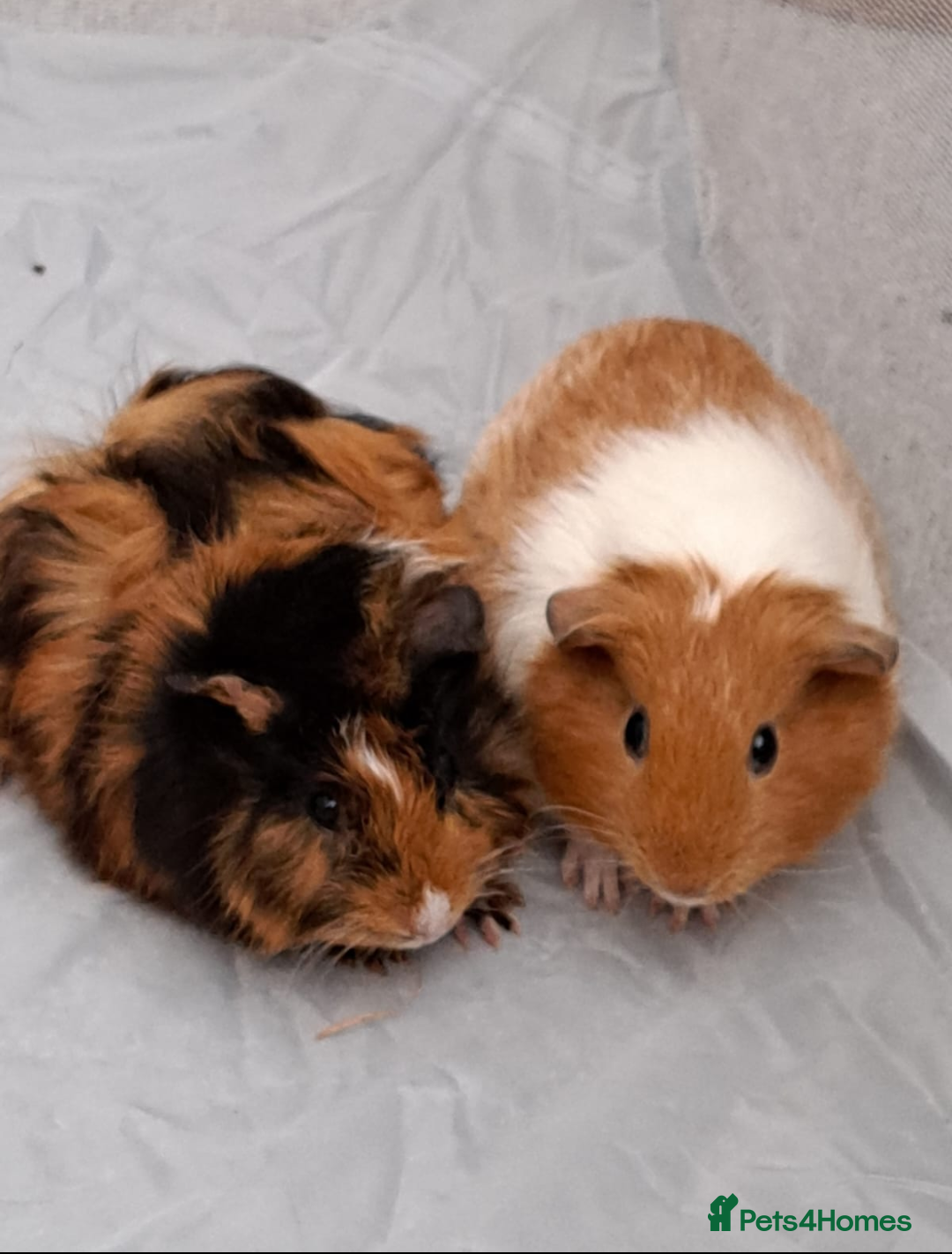 Guinea Pig rodents for sale: 2 x Guinea pigs for sale - Image 1