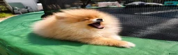 Pomeranian dogs for sale: Super Tiny Boy Orange Sable - Advert 5