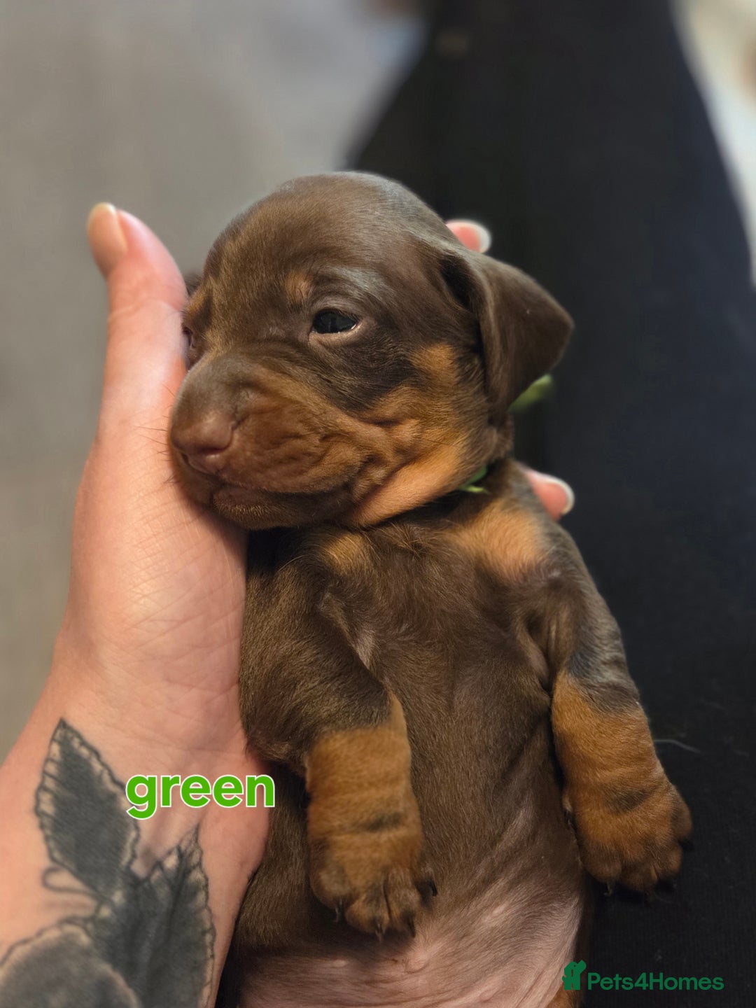 Miniature Dachshund dogs for sale: Only 4 beautiful miniature dachshund puppies - Advert 18