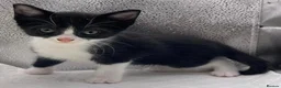 Mixed Breed cats for sale: Stunning mixture of kittens - Advert 16