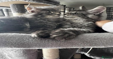 Maine Coon cats - Advert 1