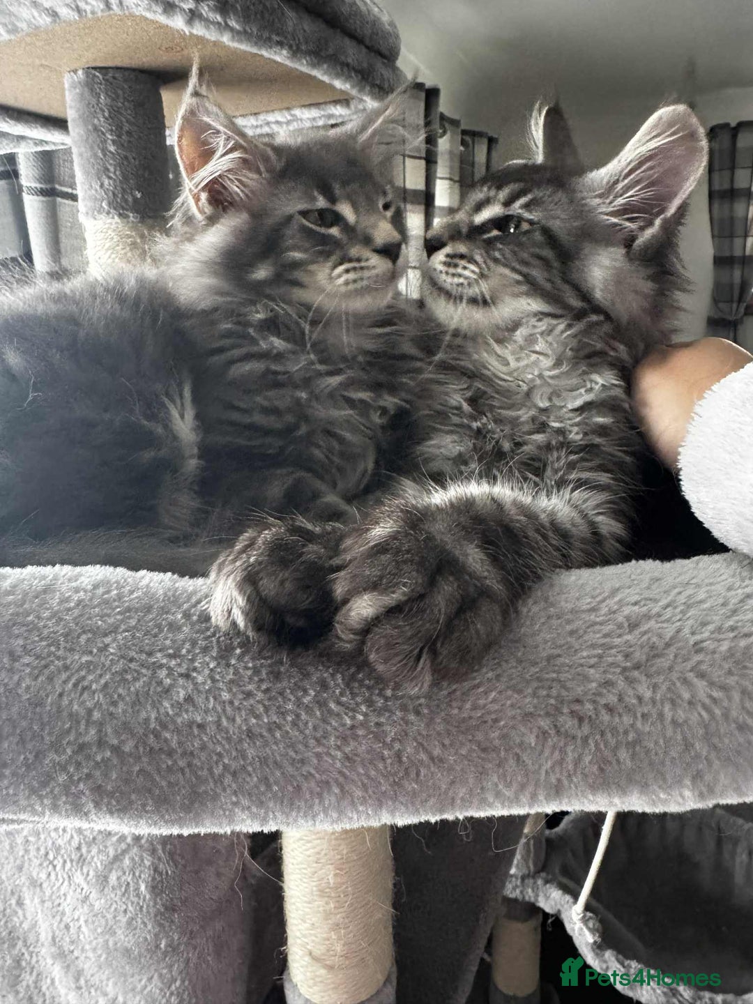 Maine Coon cats for sale: GCCF & TICA Reg Affectionate Maine Coon kittens - Image 2