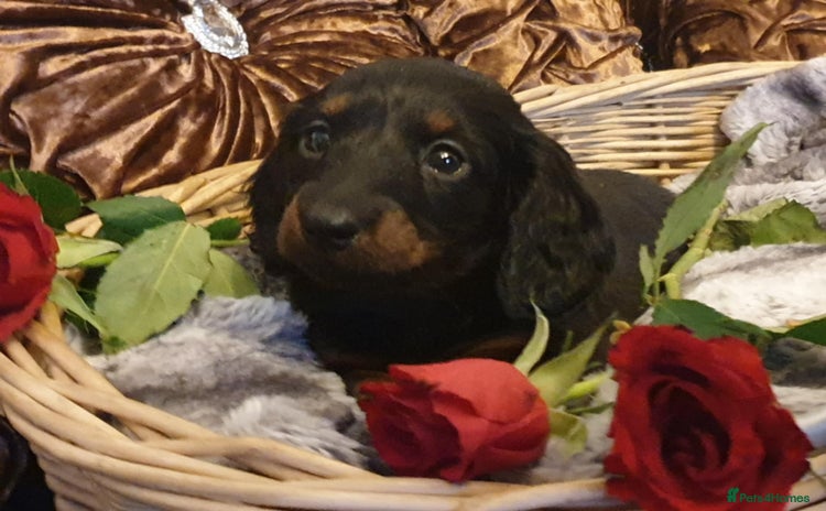 Dachshund dogs - Advert 4
