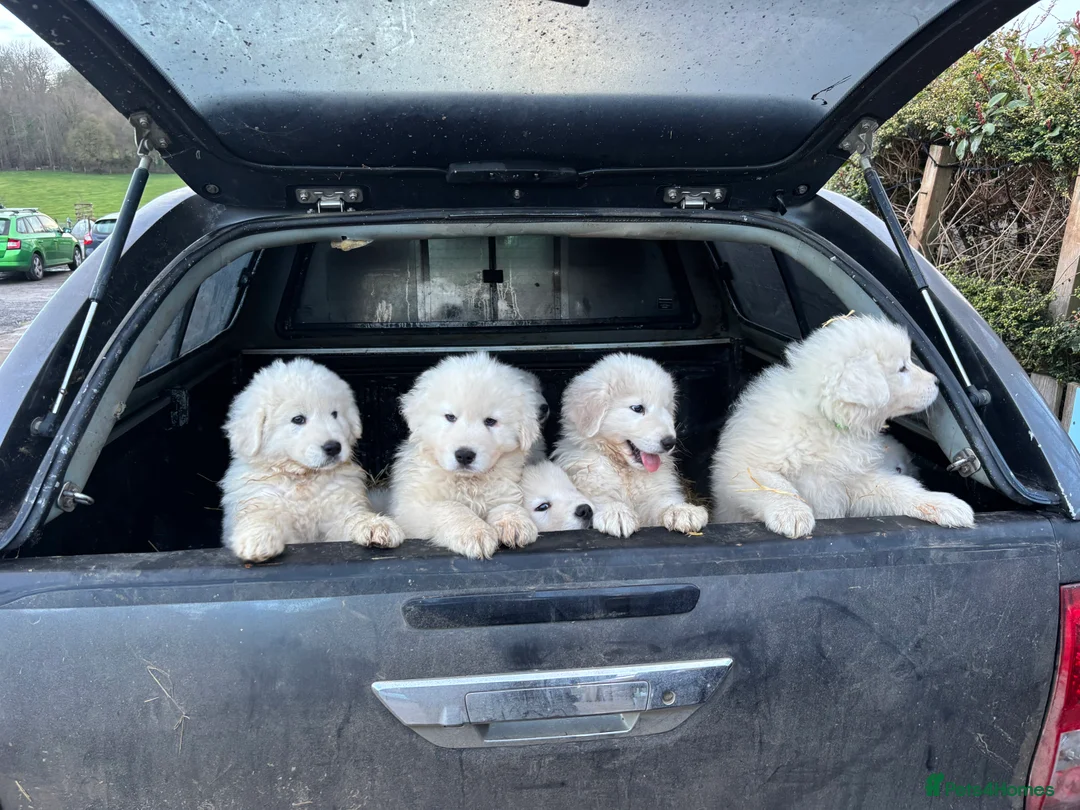 Maremma Sheepdog dogs for sale: Maremma sheepdog puppies - Advert 1