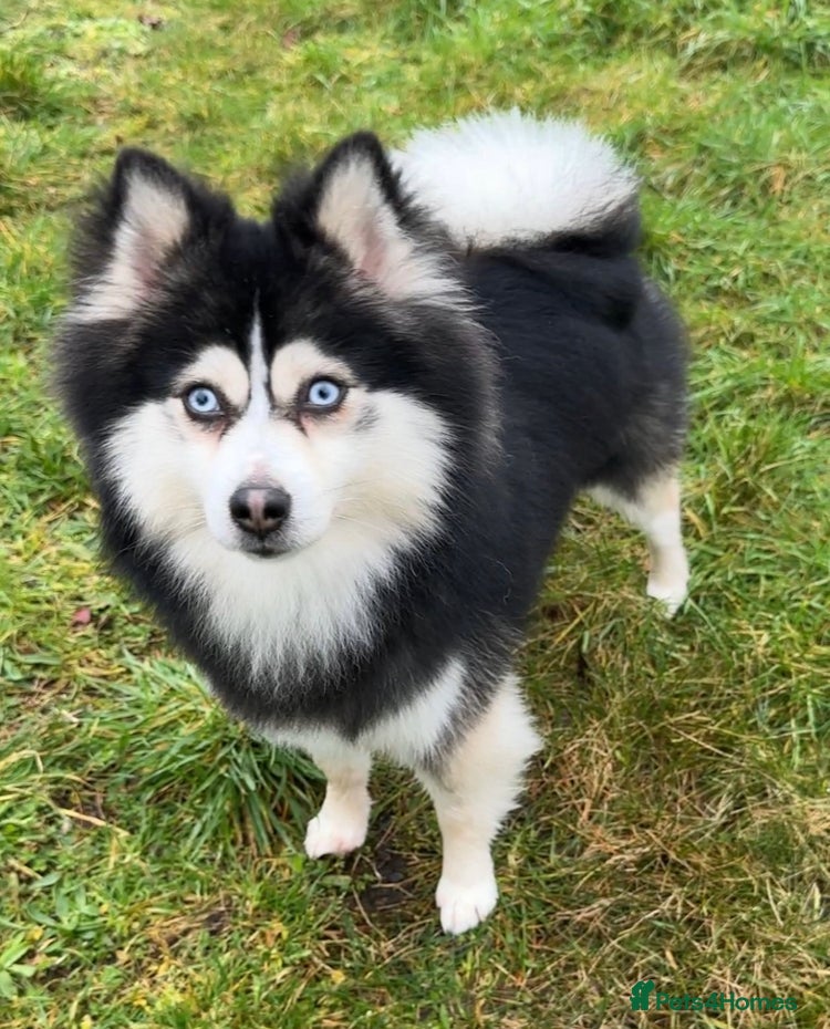 Pomsky puppies for sale | Pets4Homes