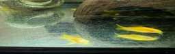 Corys fish for sale: Albino Gold Lazers Corys - Advert 7