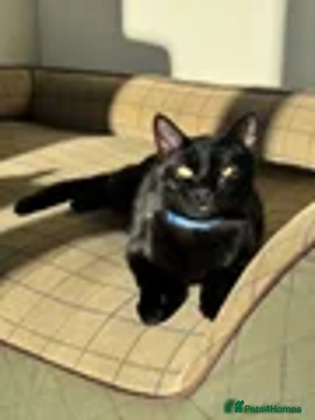 Mixed Breed cats for sale: Sad sale of family pets - Advert 2