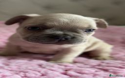 French Bulldog dogs for sale: French bulldog, Floodles, Furnishings  - Image 14
