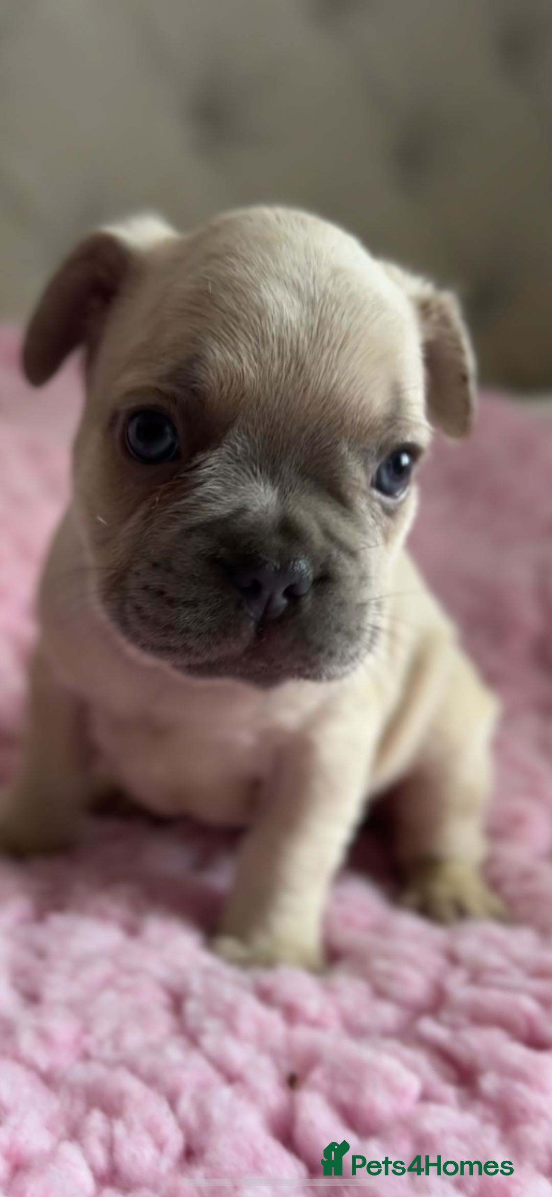 French Bulldog dogs for sale: French bulldog, Floodles, Furnishings  - Image 14