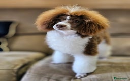 Cavapoo dogs for sale: Adorable Cavapoo Pups fully health tested parents - Image 39