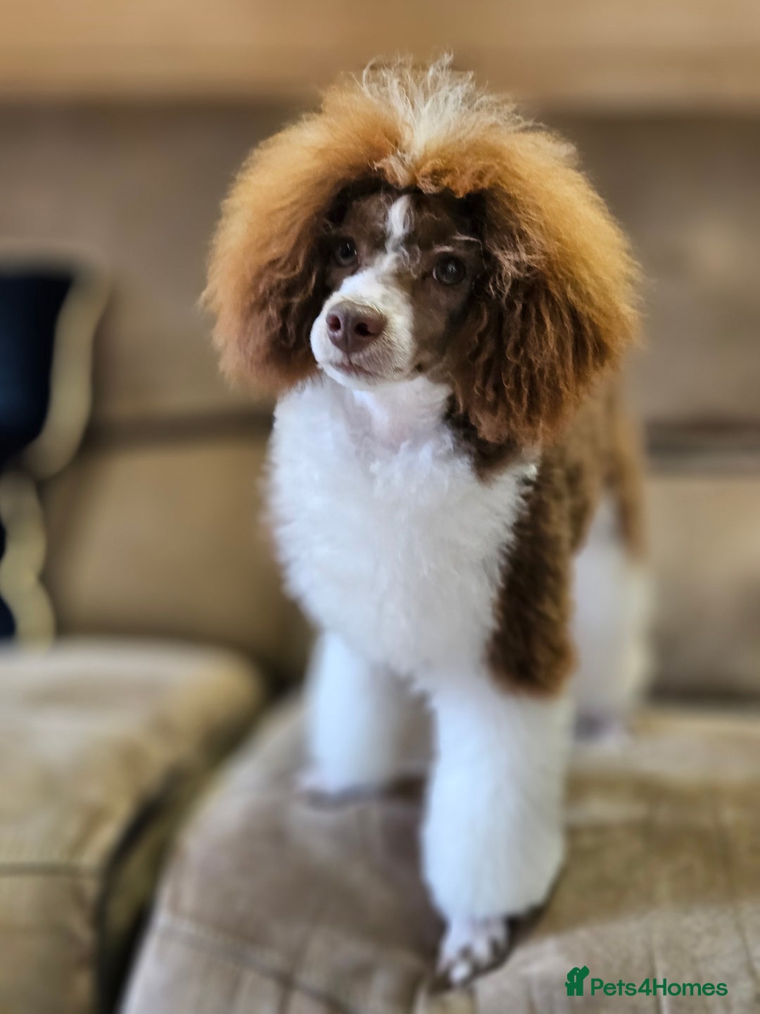 Cavapoo dogs for sale: Adorable Cavapoo Pups fully health tested parents - Image 39