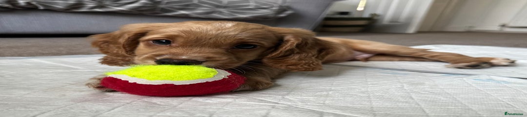 Cockapoo Puppy 1