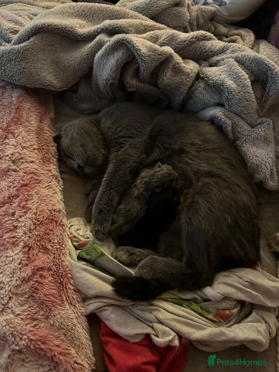 British Shorthair cats for sale: 4 beautiful kittens  - Advert 10