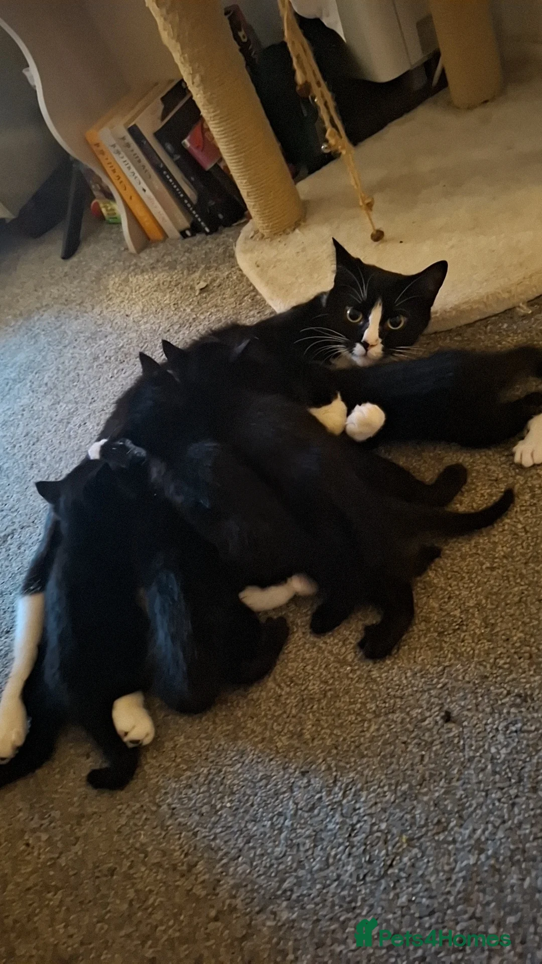 Domestic Shorthair cats for sale: 3 Jet Black Tuxedo Kittens in Evesham - Advert 2
