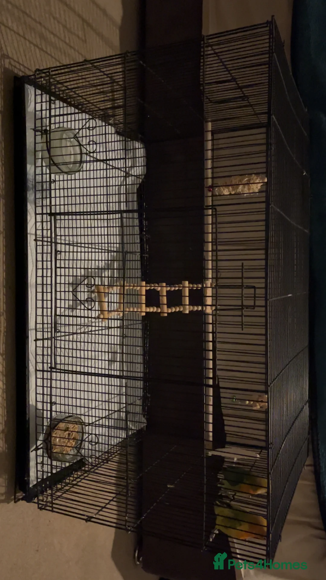 Lovebirds birds for sale: LOVEBIRDS+CAGE(open to reasonable offers) - Advert 10