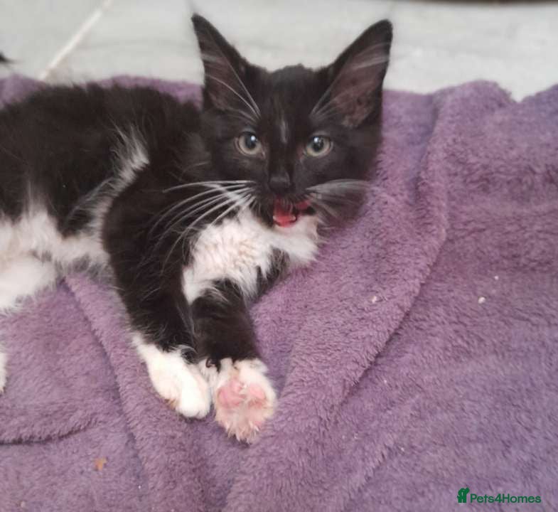 Ragdoll cats for sale: Ragdoll x kittens - Advert 3