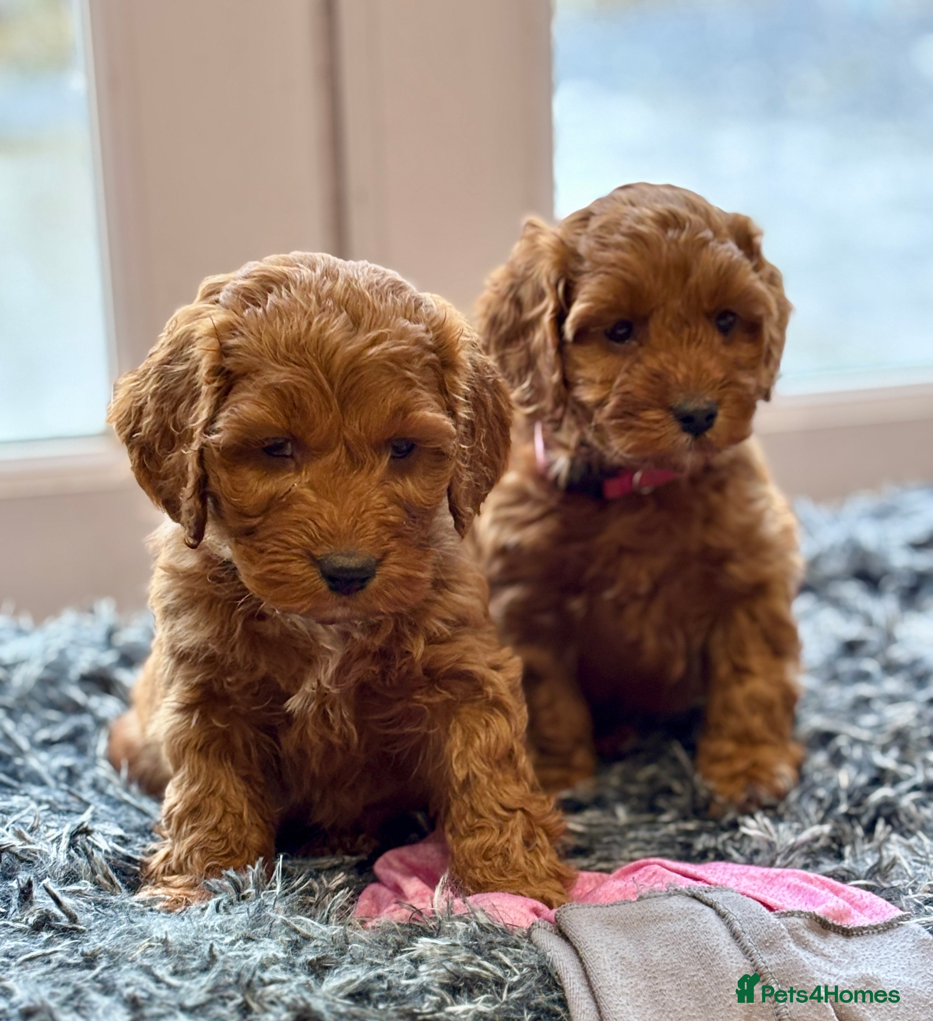 Cockapoo dogs 🐾 Red F1 Cockapoo puppies 🐾 - Advert 14