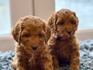 Cockapoo dogs 🐾 Red F1 Cockapoo puppies 🐾 - Advert 3