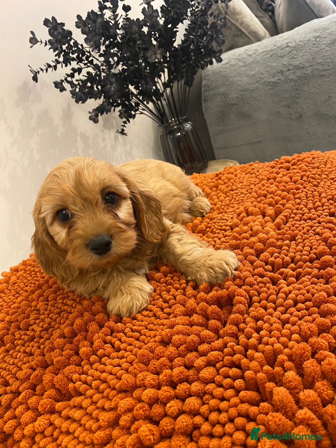 Cavapoo dogs for sale: F1 Cavapoo puppies  - Advert 5