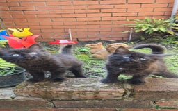 Turkish Angora cats for sale: Turkish Angora Kittens – Playful Boy & Girl - Image 14