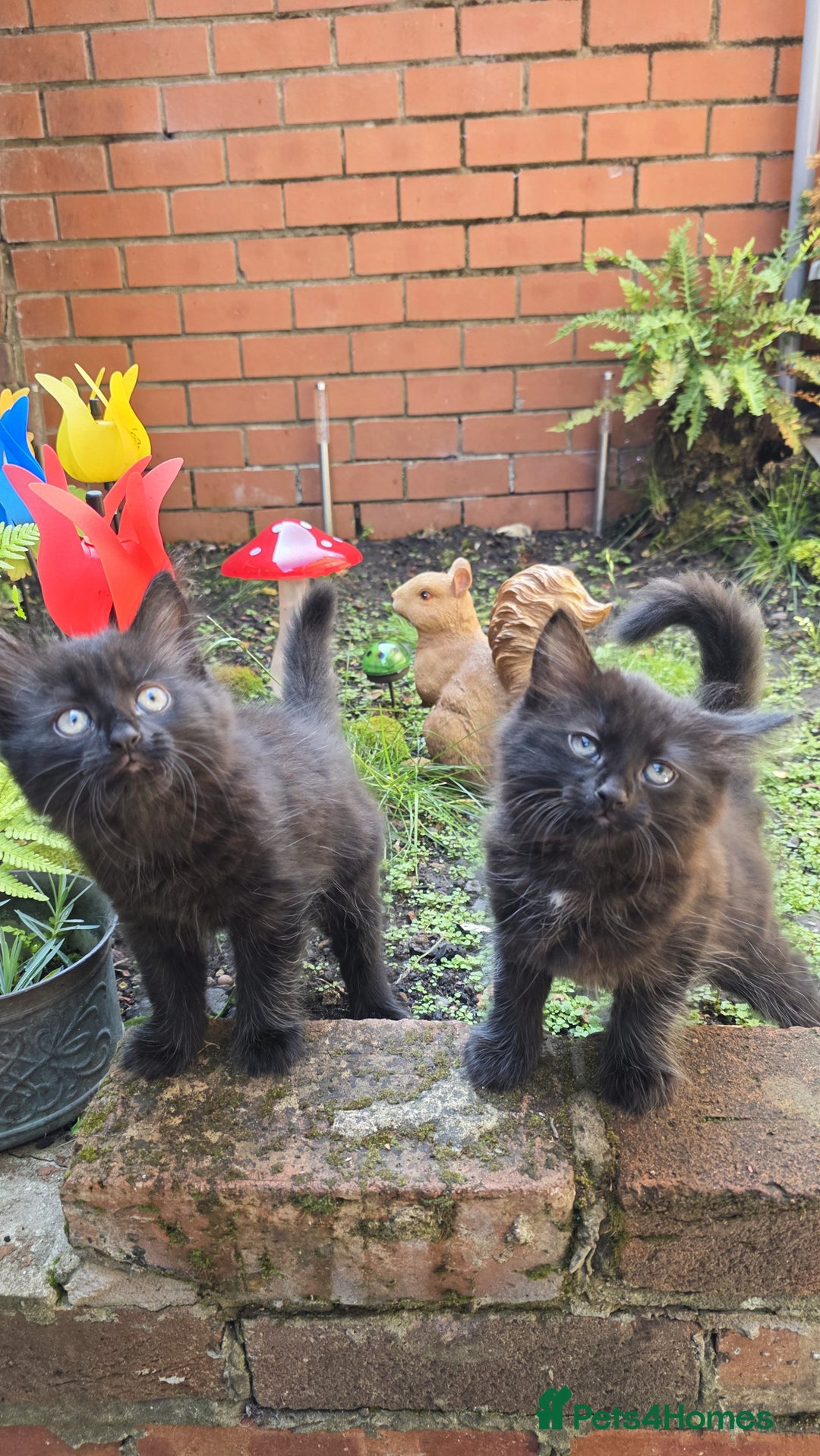Turkish Angora cats for sale: Turkish Angora Kittens – Playful Boy & Girl - Image 14