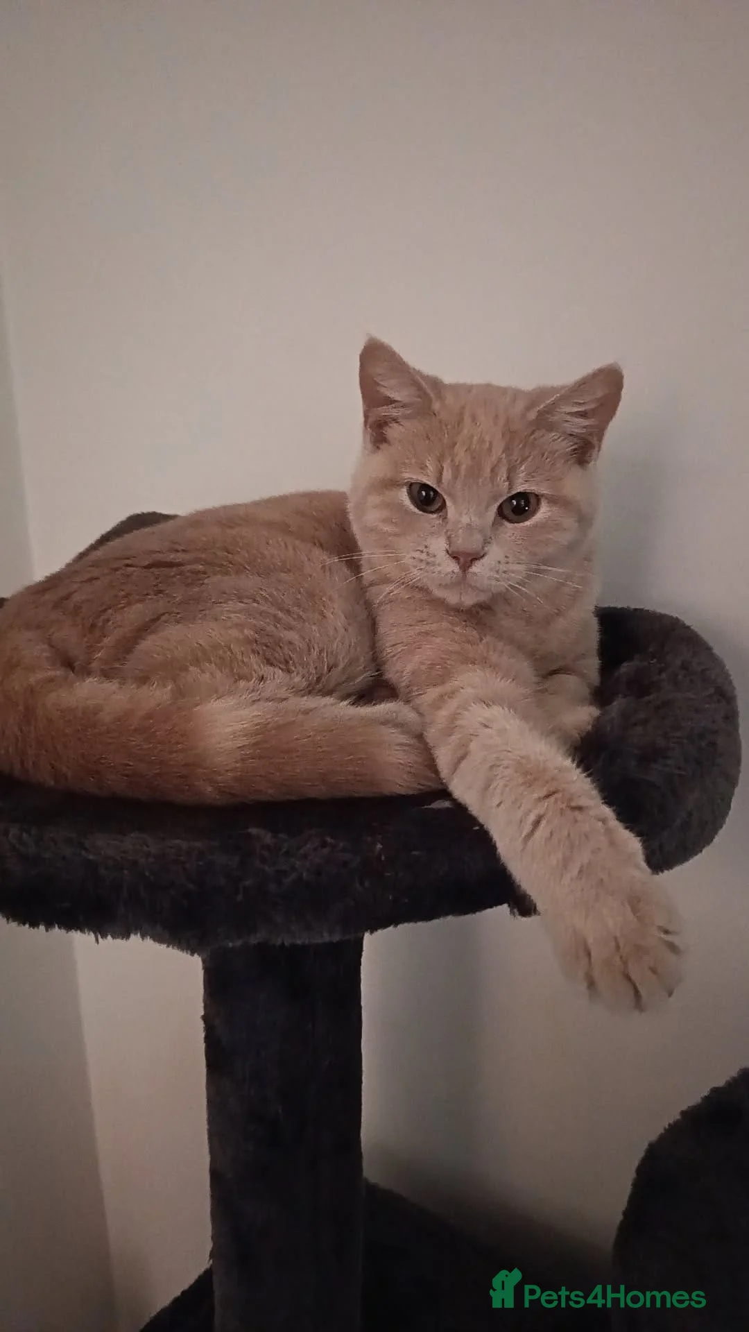 Mixed Breed cats for sale: Main coon cross brittish short hair  in Swindon - Advert 1