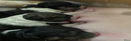 English Bull Terrier dogs for sale: English bull terrier puppies for sale - Advert 15
