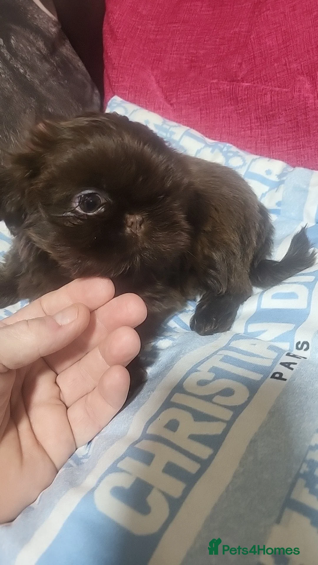 Shih Tzu dogs for sale: shih tzu imperial 1 solid choc boy left - Advert 1