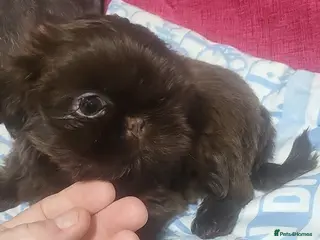 Shih Tzu dogs shih tzu imperial 1 solid choc boy left - Advert 2