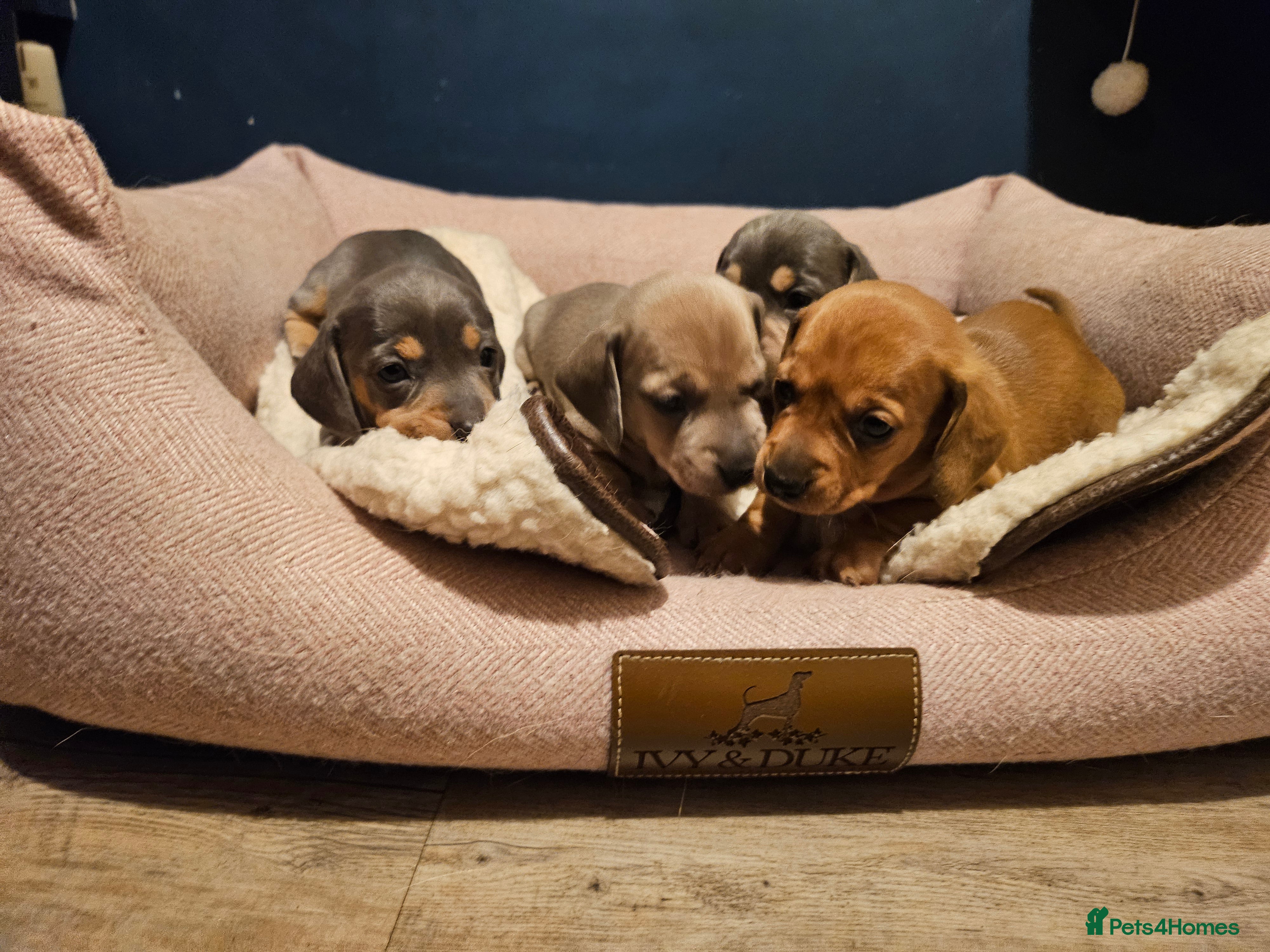 Miniature Dachshund dogs Kc registers mini smoothaired dachshund puppies - Advert 2