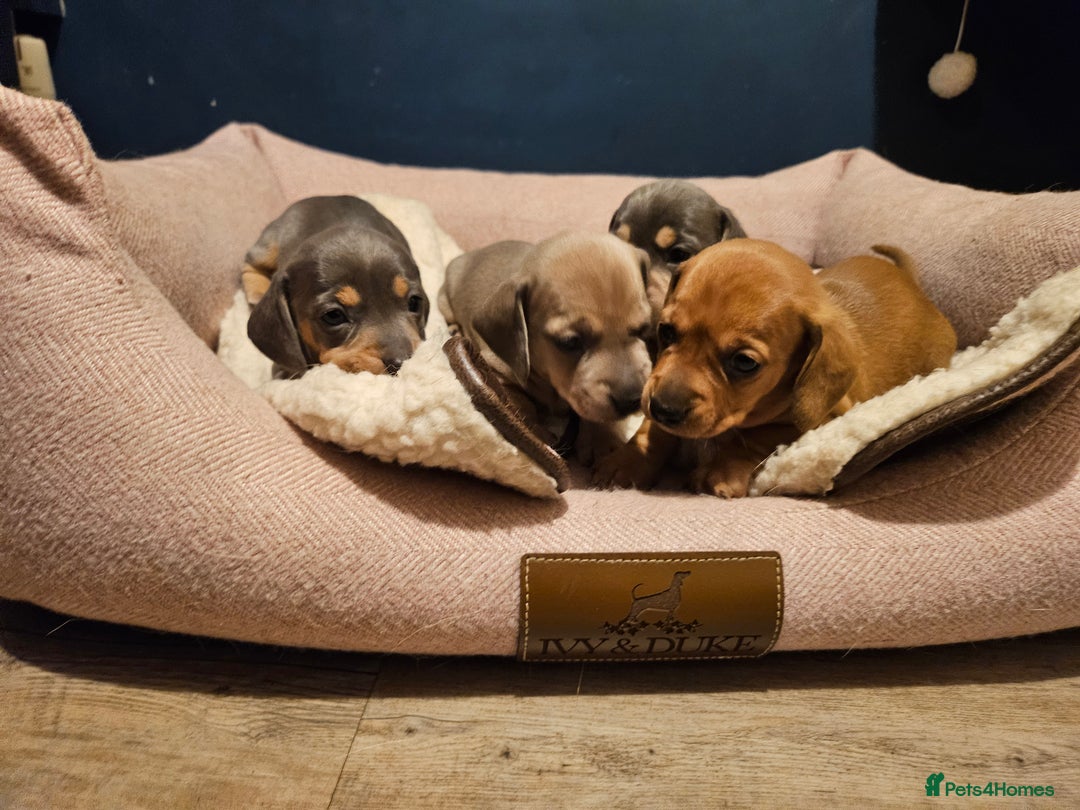 Miniature Dachshund dogs for sale: Kc registers mini smoothaired dachshund puppies - Advert 2