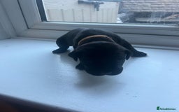Cane Corso dogs for sale: Cane corso puppies  - Image 6