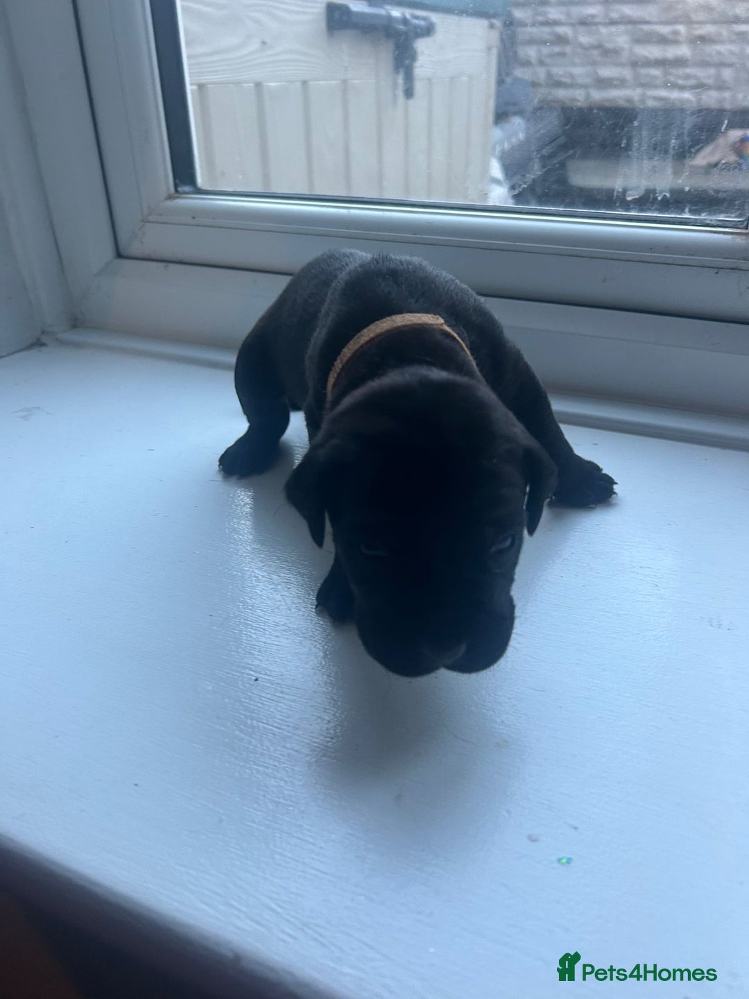 Cane Corso dogs for sale: Cane corso puppies  - Image 6