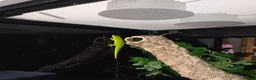 Gecko reptiles for sale:  giant Madagascan day Gecko - Advert 2