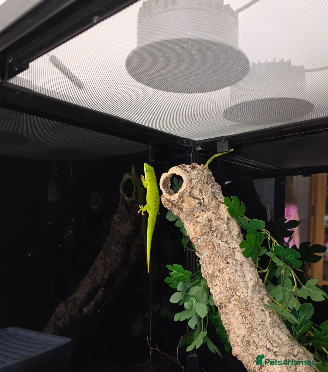 Gecko reptiles for sale:  giant Madagascan day Gecko - Advert 2