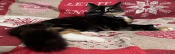 Norwegian Forest Cat cats for sale: Norwegian Forest boys - Advert 17