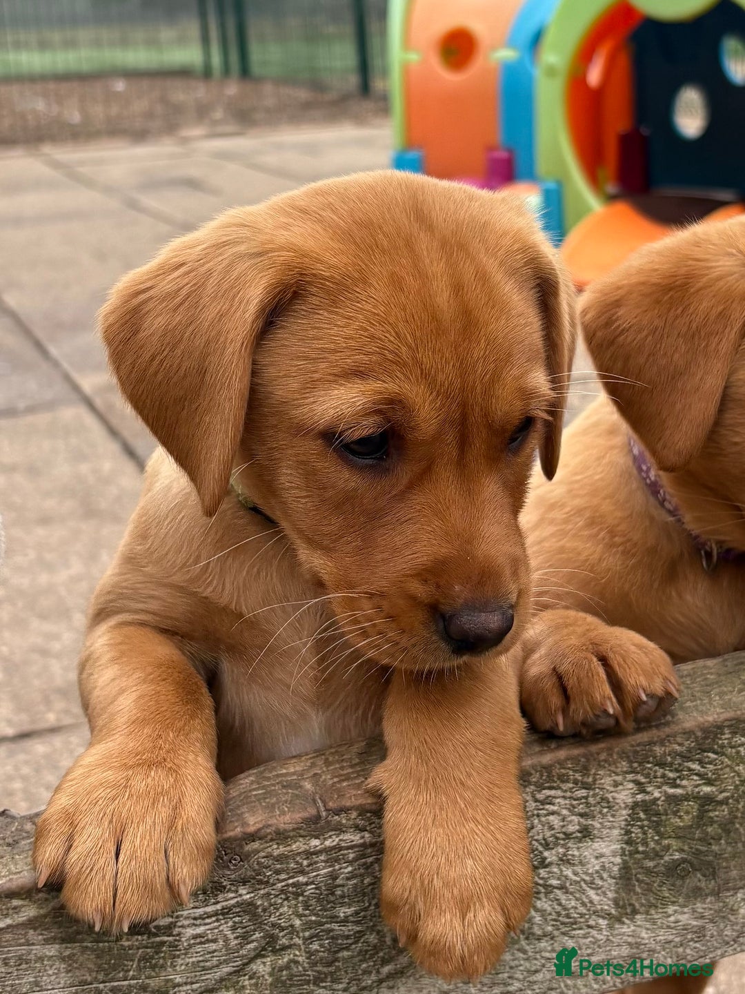 Labrador Retriever dogs for sale: Gorgeous KC Fox Red Labs - Image 17