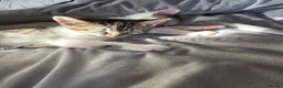 Mixed Breed cats for sale: Three Kittens for sale in Bath - Advert 15