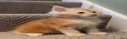 Maine Coon cats for sale: Maine coon kittens READY NOW in Dorking - Advert 9
