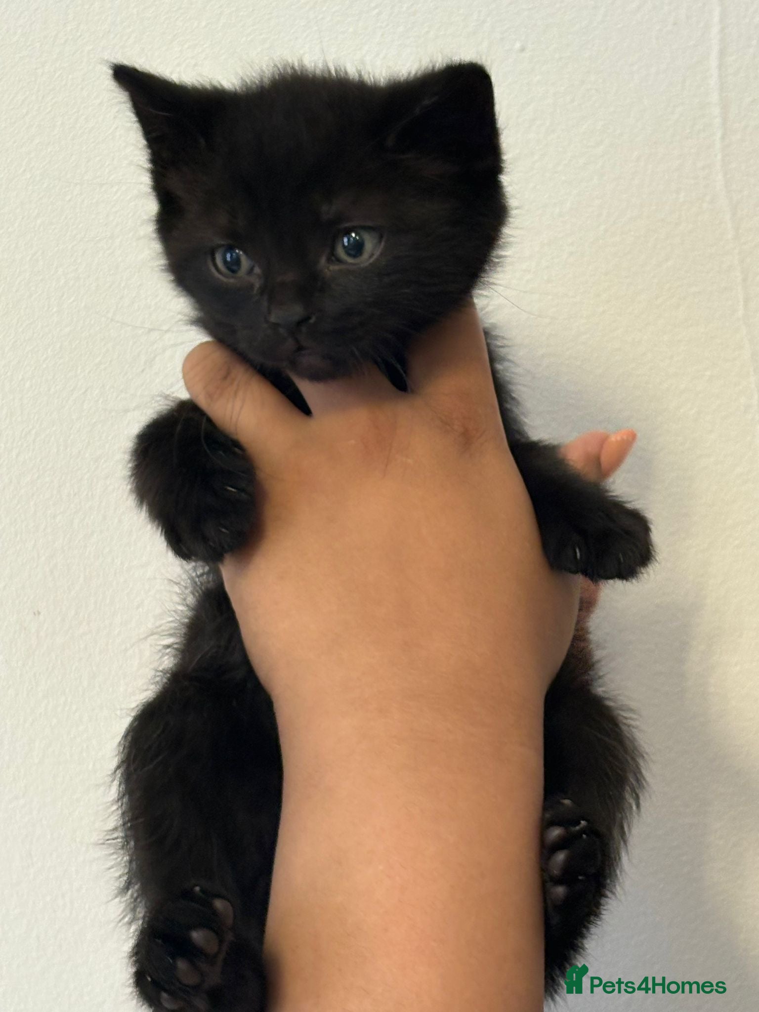British Shorthair cats for sale: beautiful british short hair kitties  - Advert 4