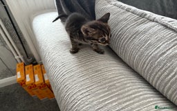 Bengal cats for sale: Russian Blue Bengal Kittens - Image 10