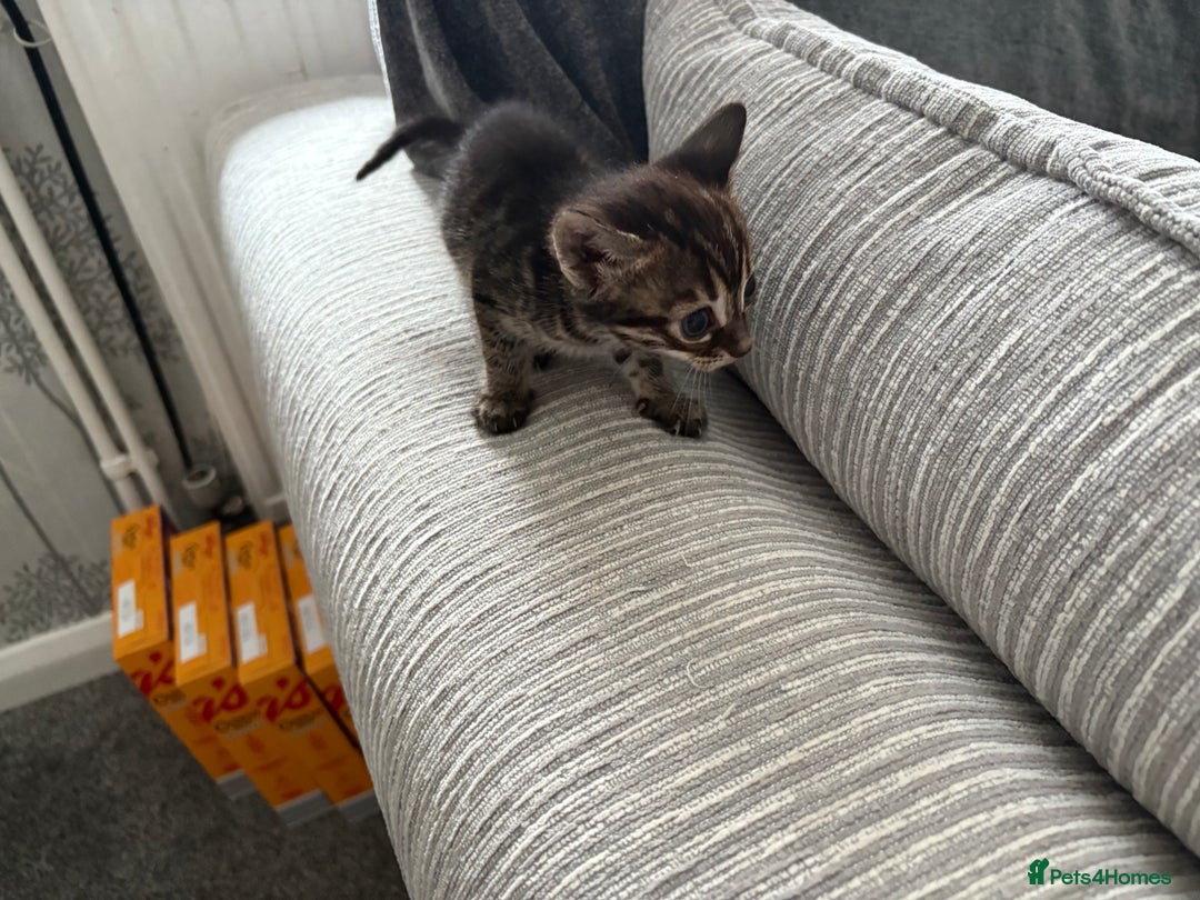 Bengal cats for sale: Russian Blue Bengal Kittens - Image 10