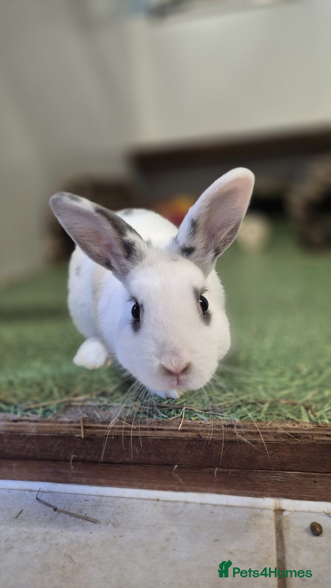 Mixed Breed rabbits Woody Nethie x English Spot - Advert 1