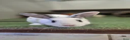 Mixed Breed rabbits for sale: Woody Nethie x English Spot - Advert 1